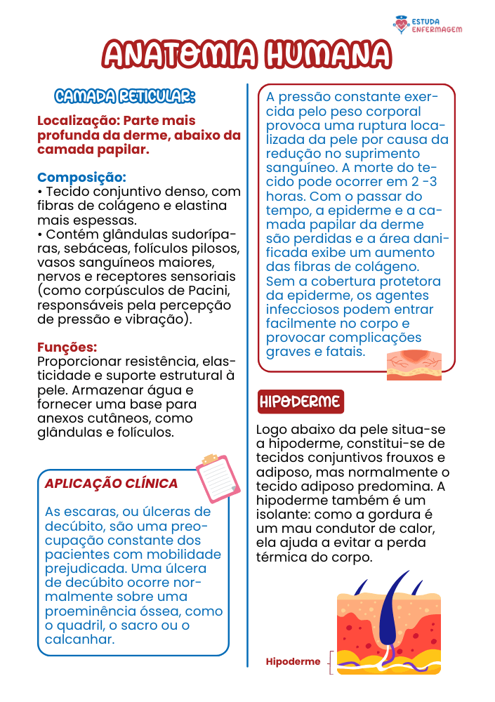 Anatomia Humana - EE (10) (1)