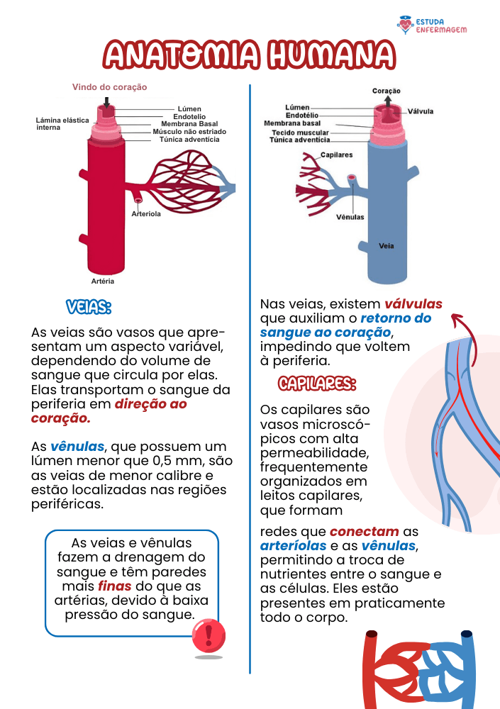 Anatomia Humana - EE (11) (1)
