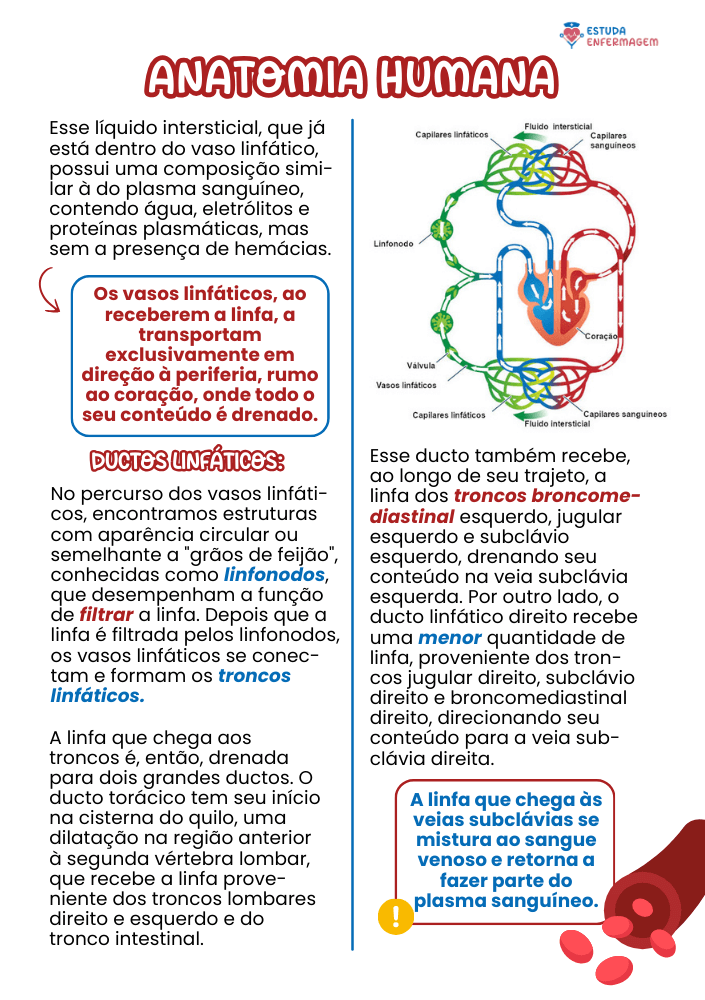 Anatomia Humana - EE (12) (1)