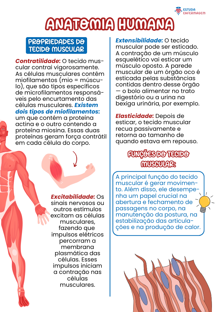 Anatomia Humana - EE (7) (1)