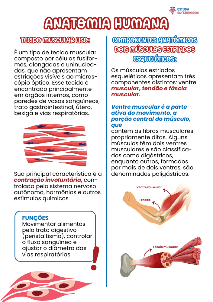 Anatomia Humana - EE (8) (1)