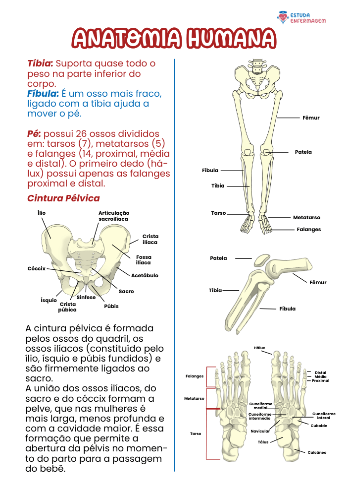 Anatomia Humana - EE (9) (1)